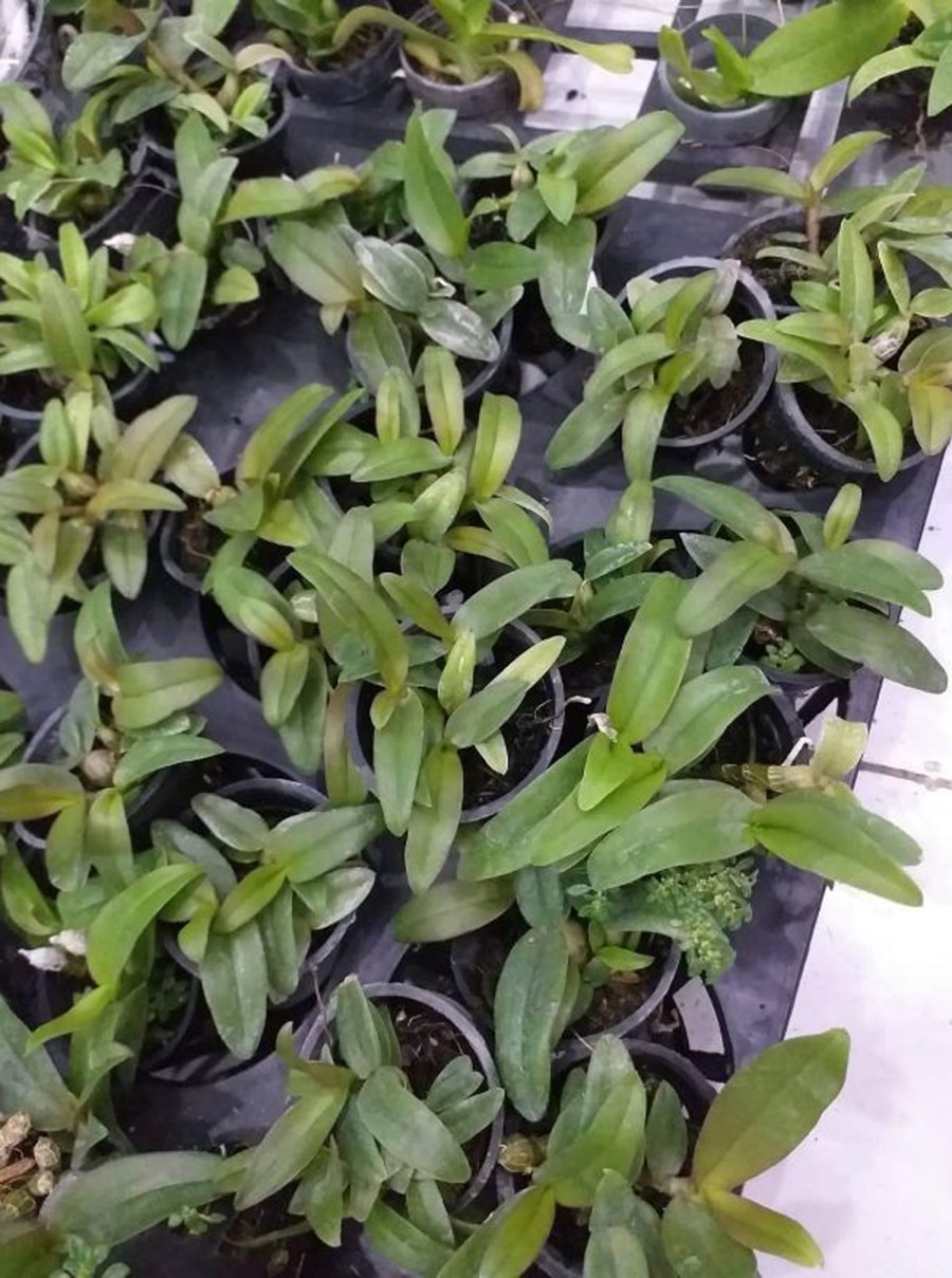 giả hac di linh tím xuân