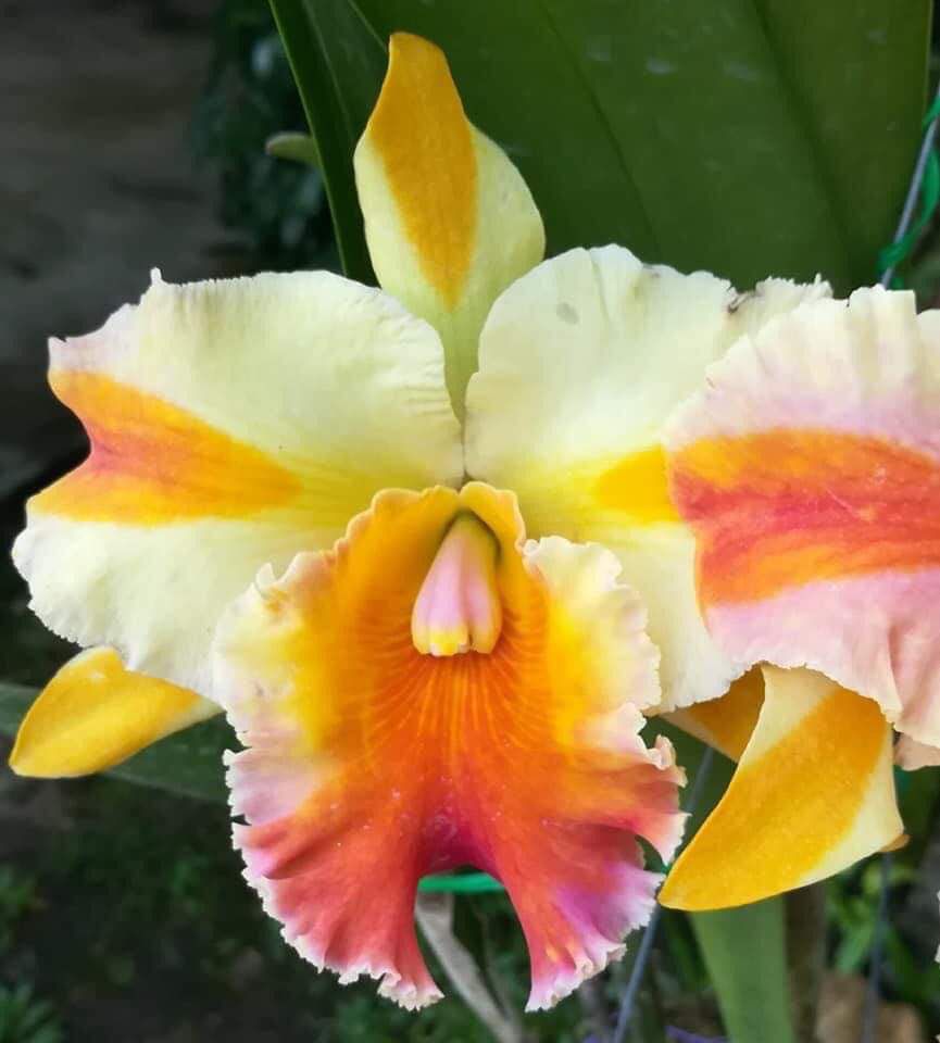 Cattleya Amazing Thailan - Cây Trưởng Thành