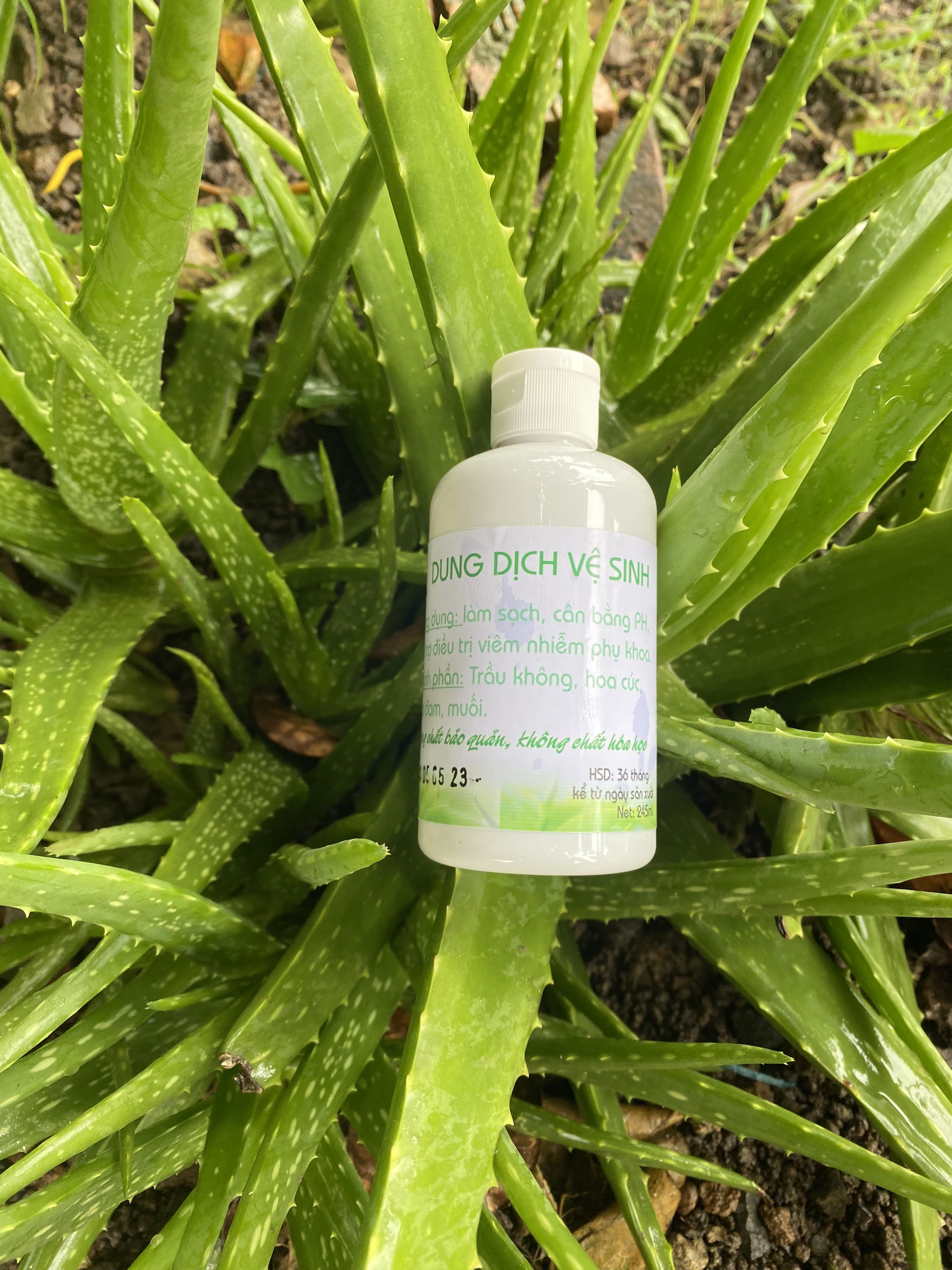Dung Dịch Vệ Sinh Lá Trầu Không
