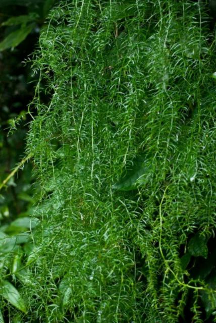 Cây Giống Thiên Môn Đông