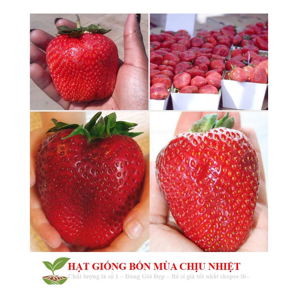 Hg1B Hạt Giống Dâu Tây Đỏ Khổng Lồ 50 Hạt Tăng Kích Mầm Và Hướng Dẫn Trồng Đến Mùa Trồng Tết