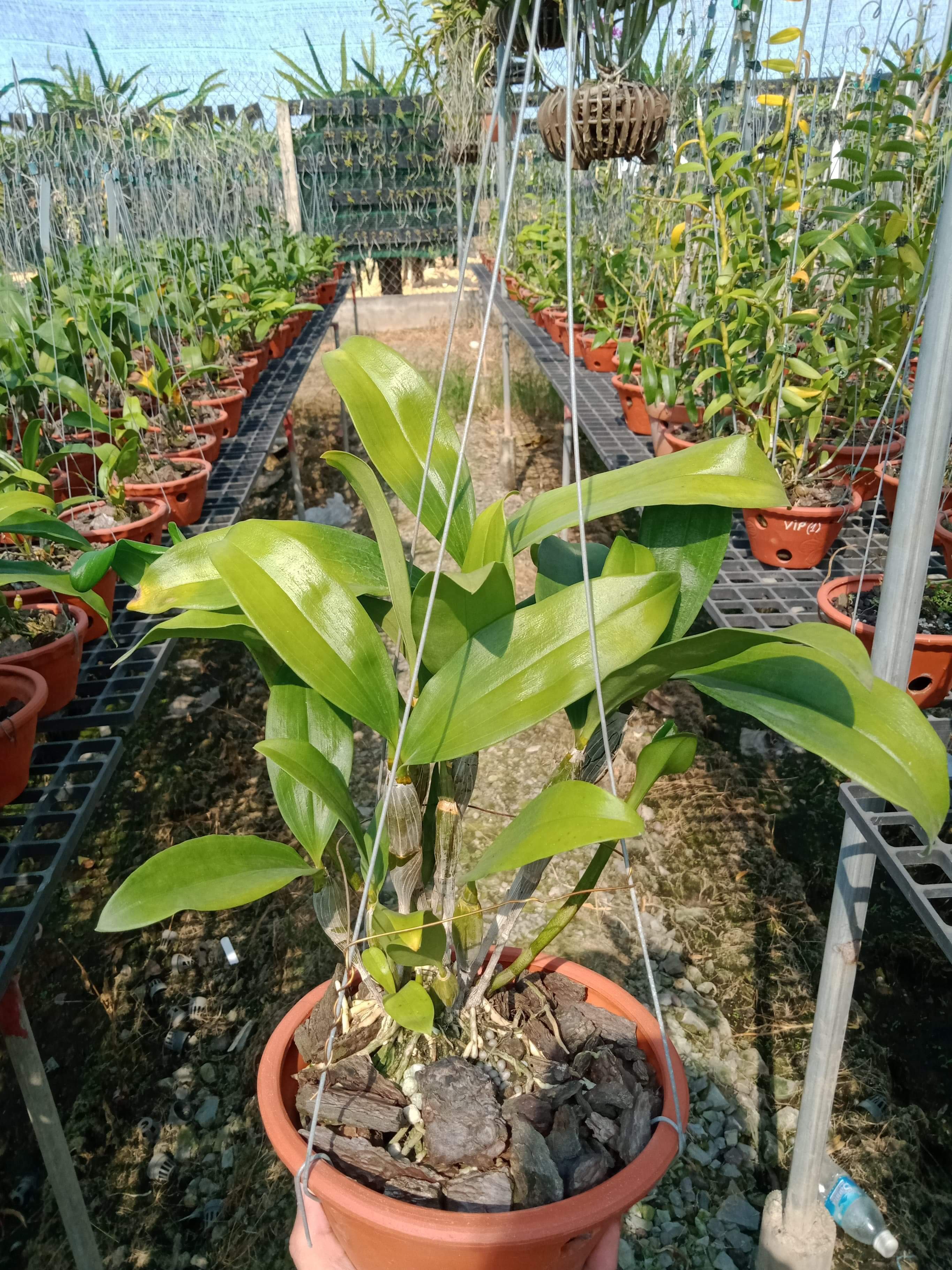 Lan Kiều Trắng Đột Biến - Bảo hành chuẩn mặt hoa