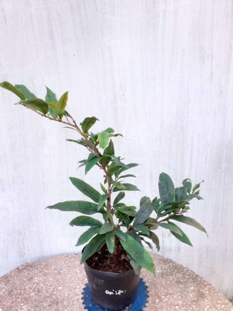 2 Cây Mai Đại Lộc