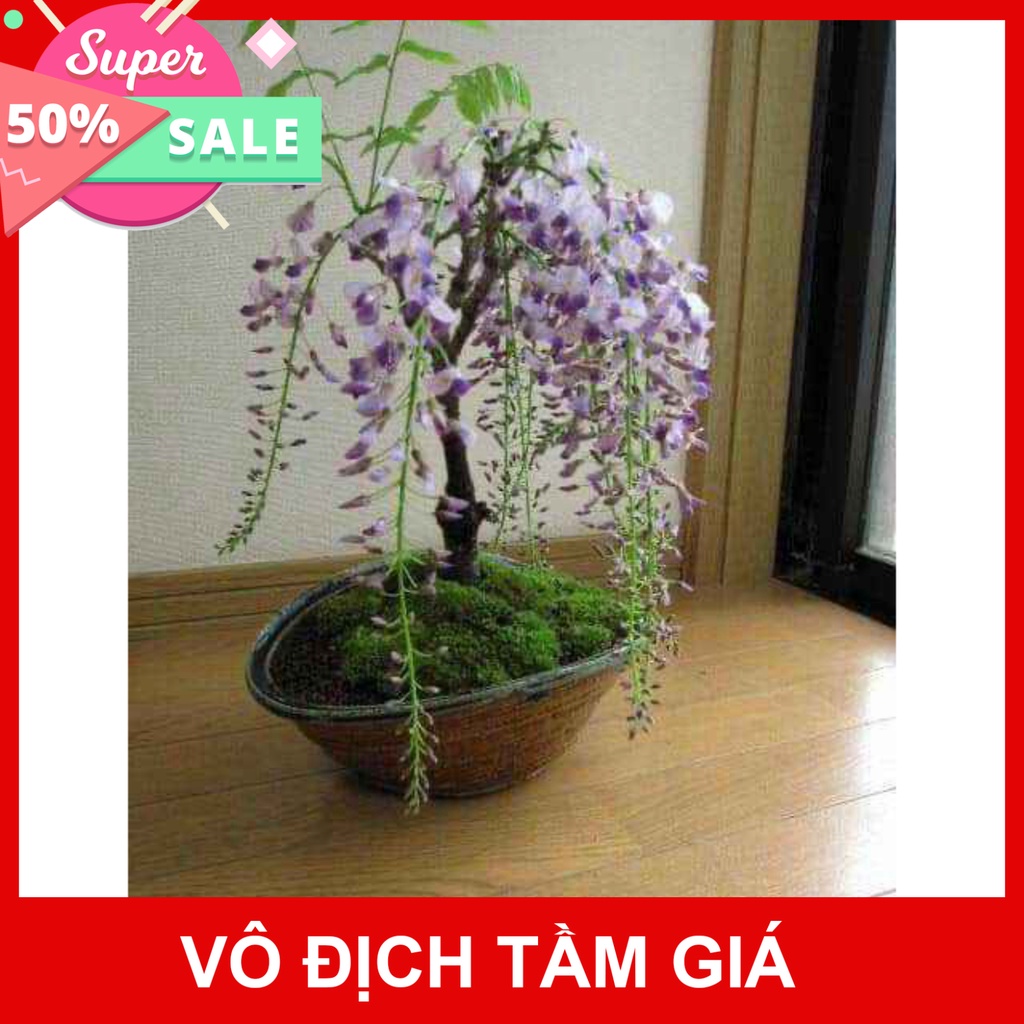 Giống Chuẩn (GIÁ SỈ) CÂY GIỐNG HOA TỬ ĐẰNG