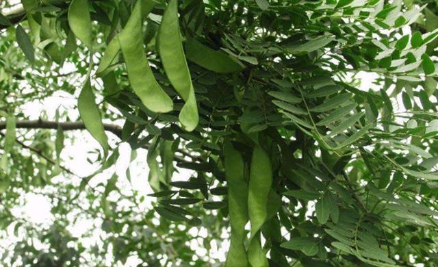 Hạt giống Cây Bồ Kết Cây ( gói 10 Hạt)