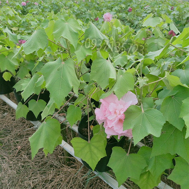 [HCM]CÂY HOA PHÙ DUNG