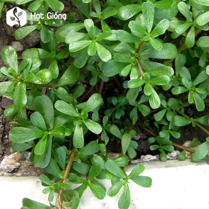 Hạt Giống Rau Sam Rado 683  Rạng Đông Gói 1Gram