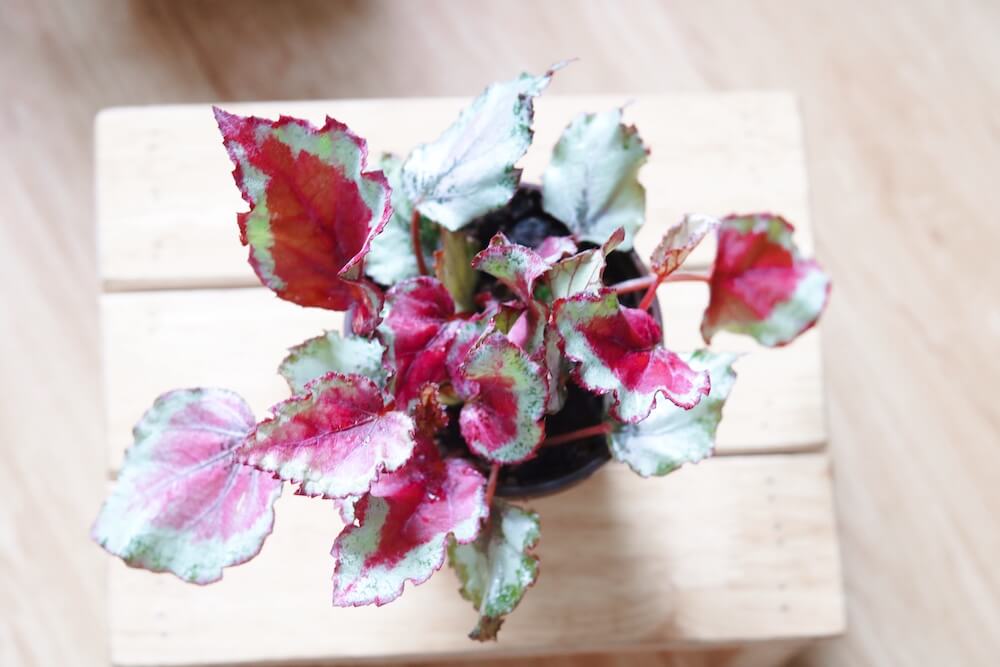 Chậu cây Begonia Celia - Thu Hải Đường Celia