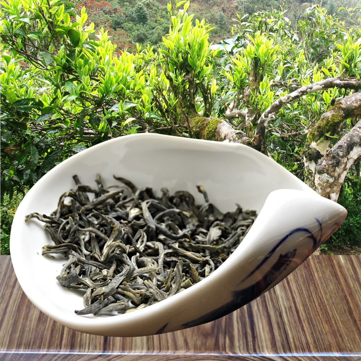 cây giống trà tiến vua Hà Giang