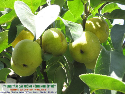 Cây giống lê vàng giống chuẩn
