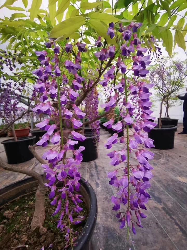 Cây giống hoa tử đằng thân gỗ tím