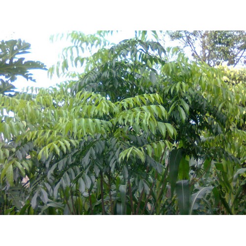 [ Xả - Cắt Lỗ ] Cây giống Mắc Mật