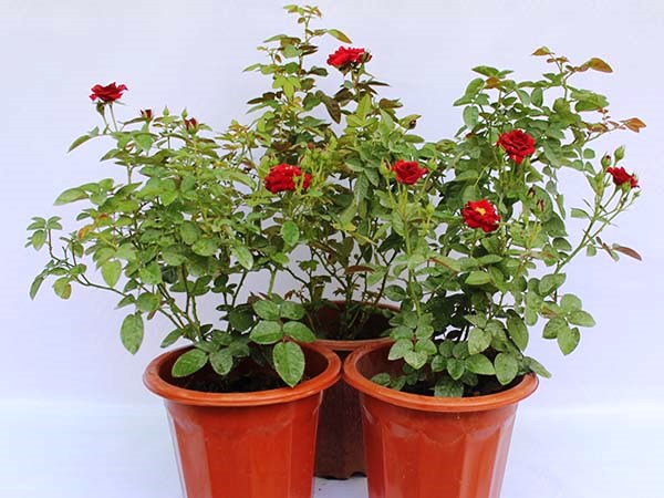 [Cây giống hoa] Hồng siêu nụ màu đỏ size chậu C10