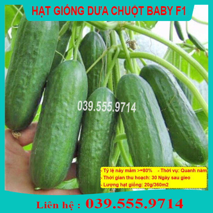Hạt giống dưa chuột chùm siêu trái ( Dưa baby chùm)