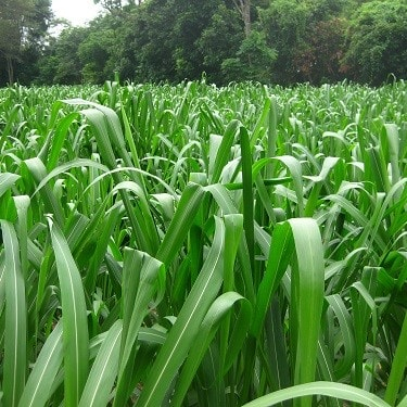 Hạt Giống Cỏ Chăn Nuôi Mombasa Ghine (Cỏ Sả Lá Lớn - Gói 50Gram) -[Hàm lượng dinh dưỡng cao]