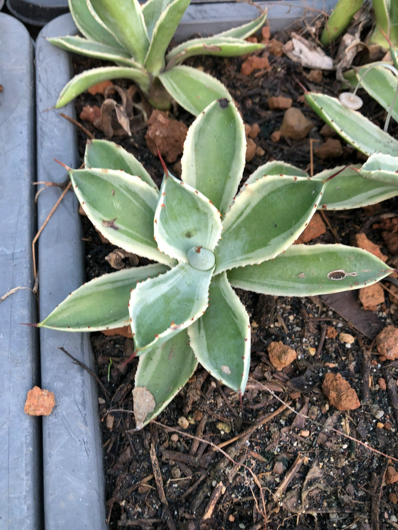 Xương rồng agave