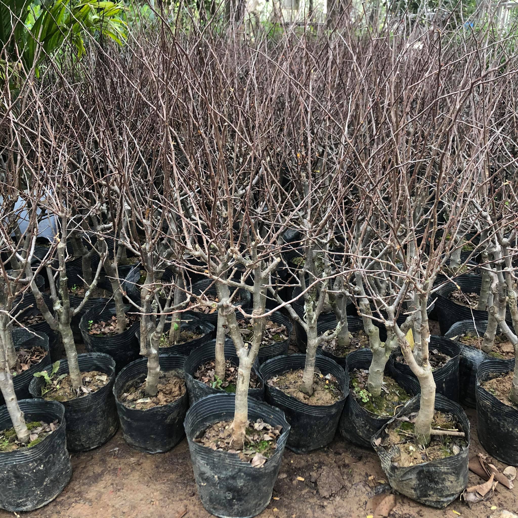 Cây giống mai đỏ Nhật cao 60 - 70cm (ảnh thật số 2)