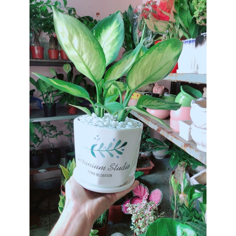 Chậu Cây Vạn Niên Thanh