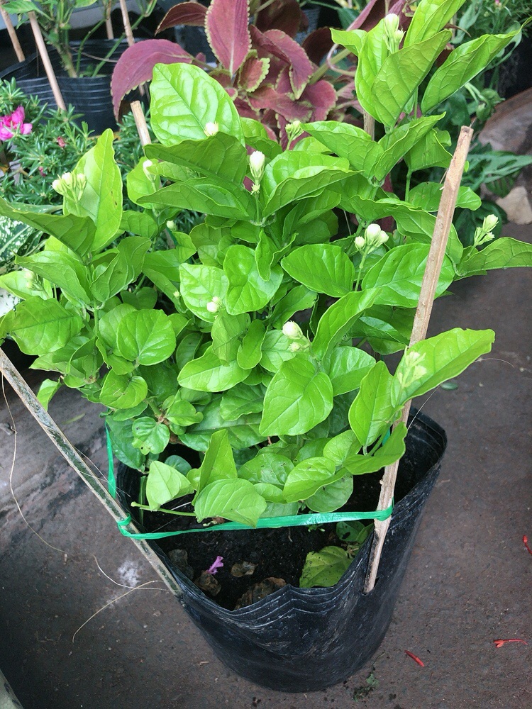 Bụi Hoa Nhài