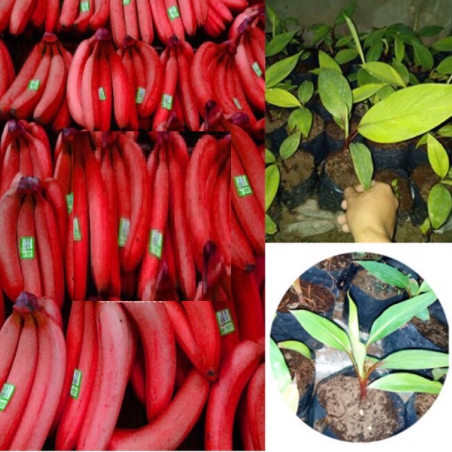 Cây Chuối đỏ cây mô, cây đẹp, giống chuẩn