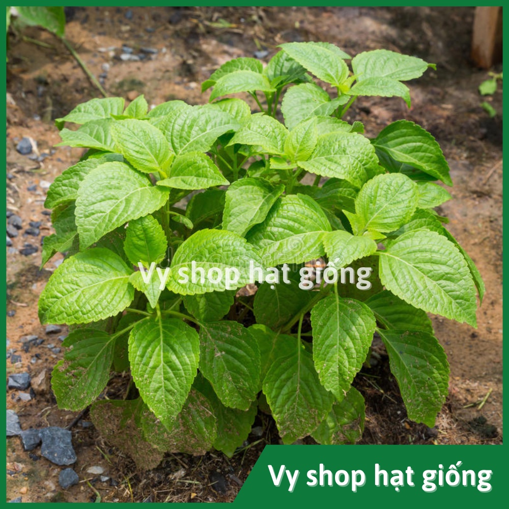 Hạt giống húng quế tây (tree basil) Thái Lan gói 30 hạt