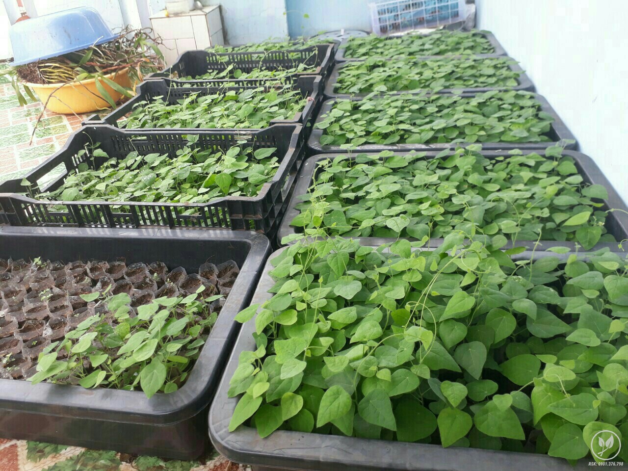 Hạt giống cây sương sâm ( sâm lông ) gói 10 hạt giá rẻ