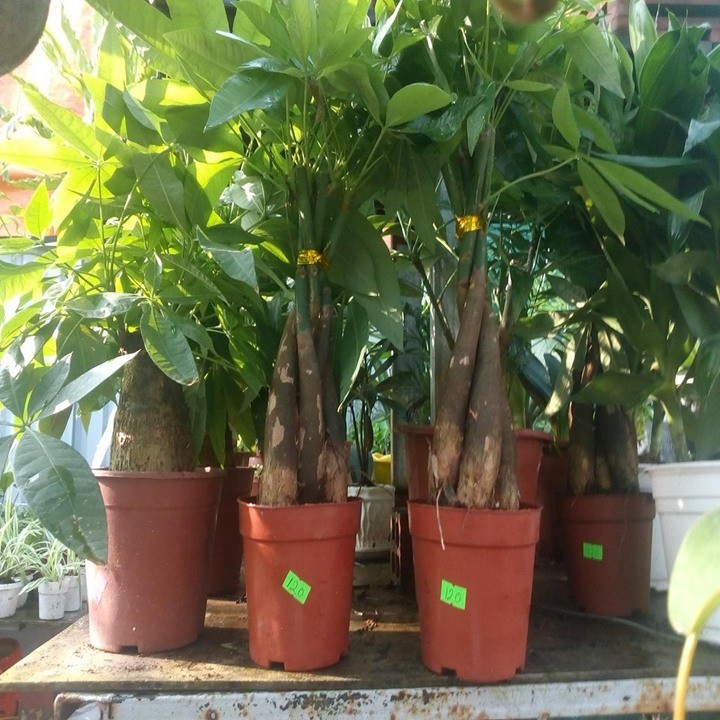 cây kim ngân thắt bính 5