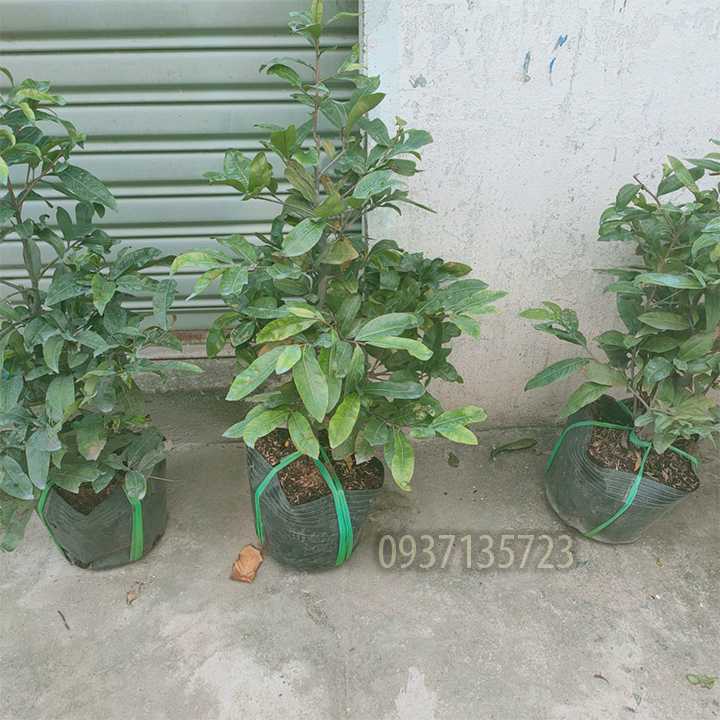 [HCM]cây mai vàng cây  trung ( mai giảo từ 6-12 cánh )
