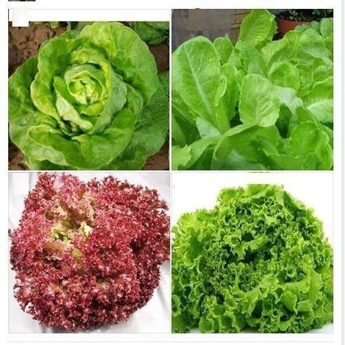 Bộ 4 gói hạt giống rau xà lách ( xoăn tím + xoăn xanh +XL đăm + XLchịu nhiệt )