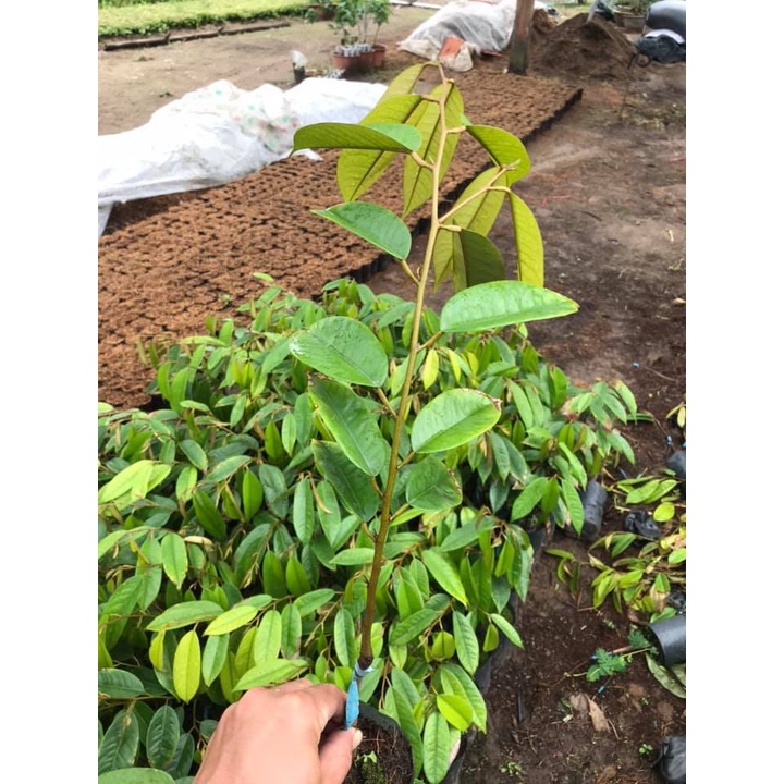 Cây giống Sầu Riêng Chuồng Bò. [ Giống ghép đầu dòng ]. (cây giống siêu sớm có bảo hành )