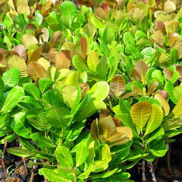 CÂY GIỐNG ĐIỀU ĐỎ _CÂY GIỐNG ĐỨC MẠNH