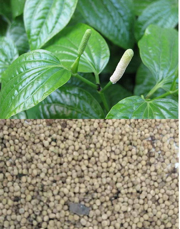 Hạt giống cây lá lốt - gói 10 hạt