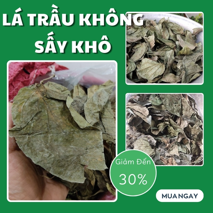 Lá trầu không sấy khô 1kg - Thảo Dược Tấn Phát - Hàng công ty chất lượng cao