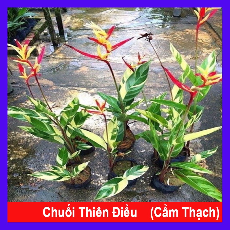 chuối Thiên Điểu Cẩm Thạch (loại siêu bông) - cây cảnh trong nhà + tặng phân bón cho cây - caykiengsadec