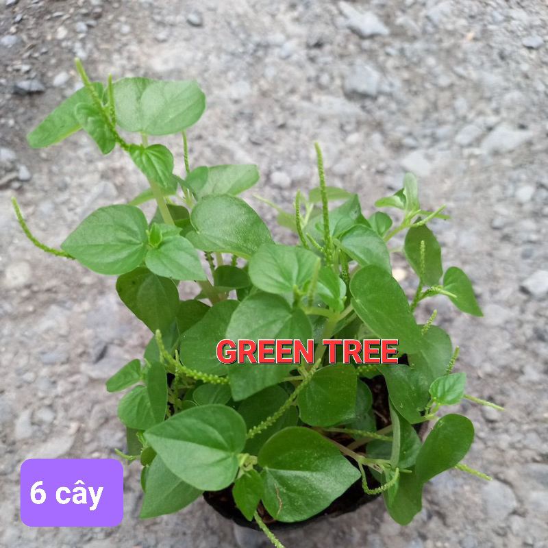 Cây giống rau càng cua