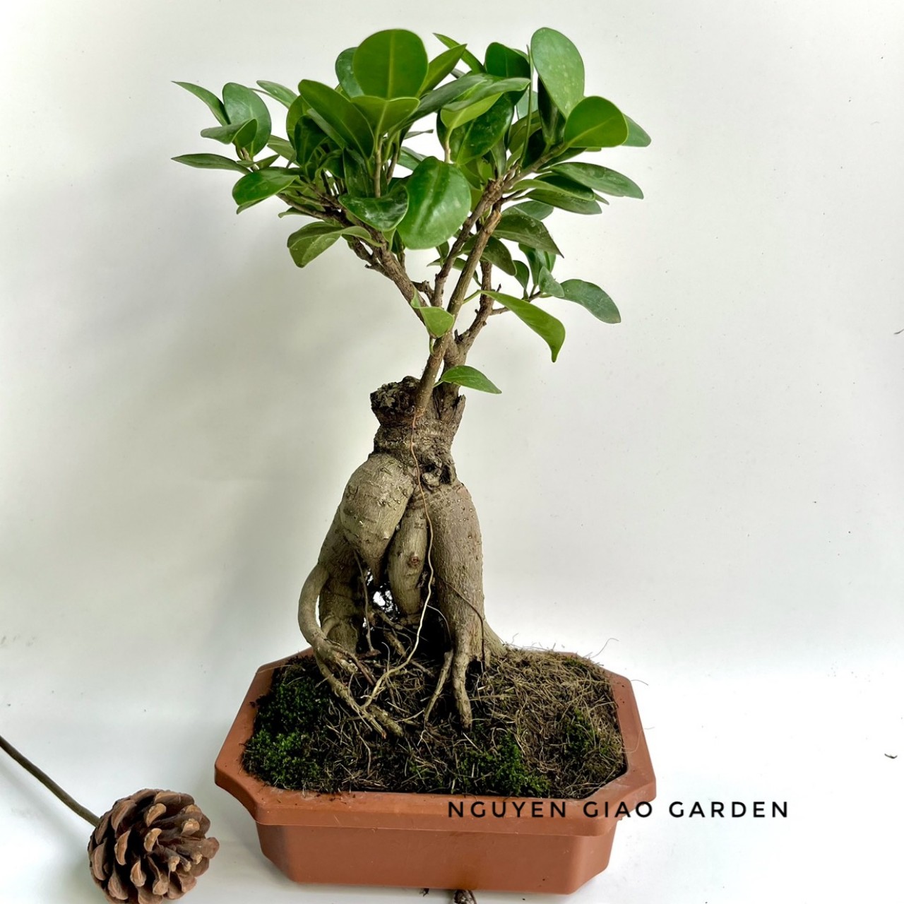 Cây si nhật bonsai để bàn dễ chăm sóc