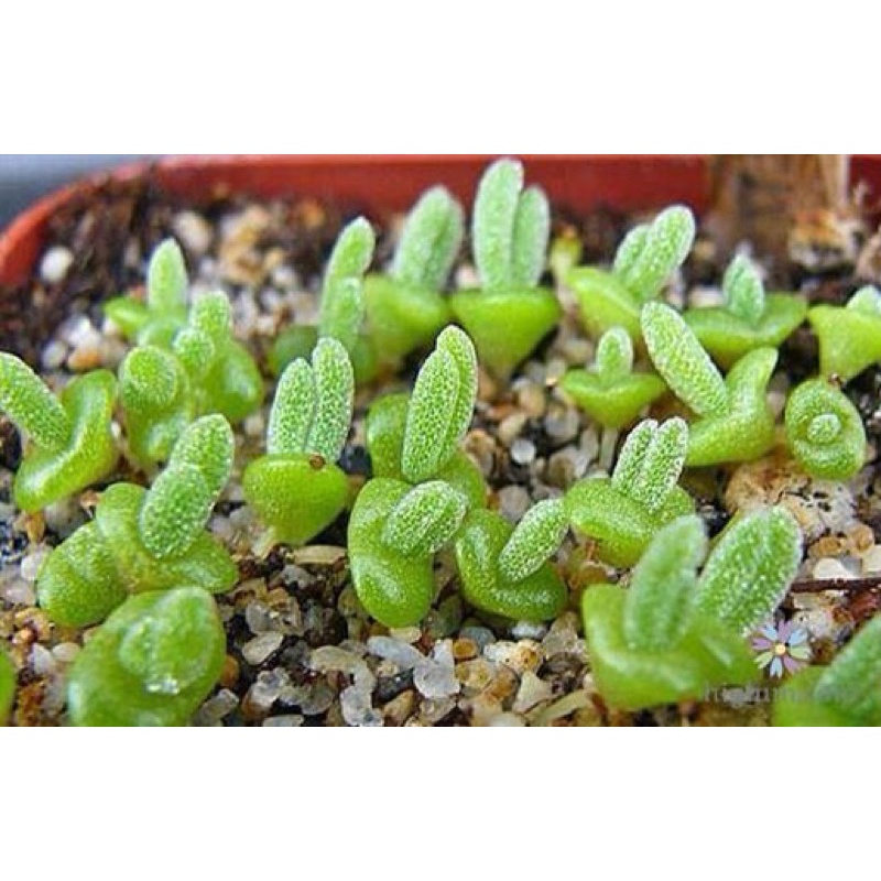 Hạt Giống Cỏ Tai Thỏ Nhập khẩu - 20 Hạt