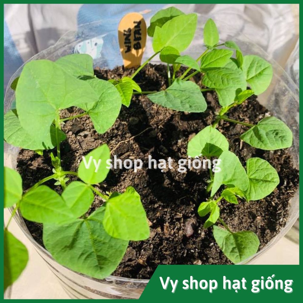 Hạt giống đậu rồng (đậu khế) Thái Lan gói 8 hạt