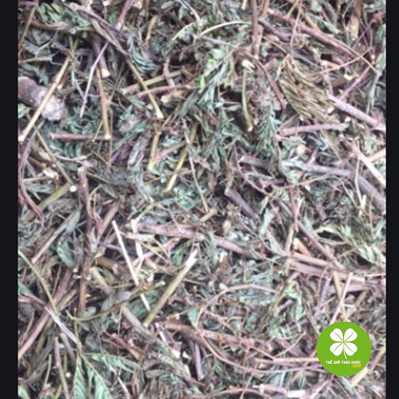 Cây xấu hổ (mắc cỡ) - 1kg khô
