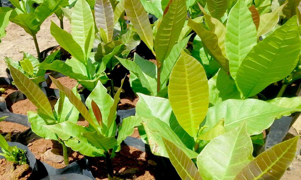 giống cây điều đỏ (có bảo hành được kiểm tra hàng)