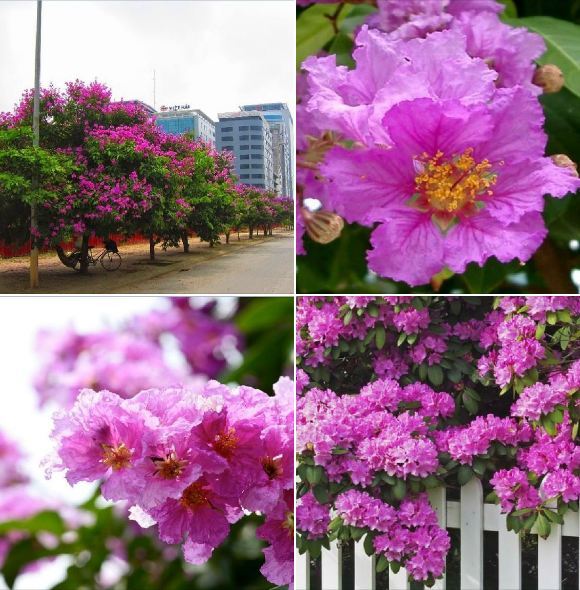 Hạt Giống Hoa Bằng Lăng Tím - Gói 30 Hạt -