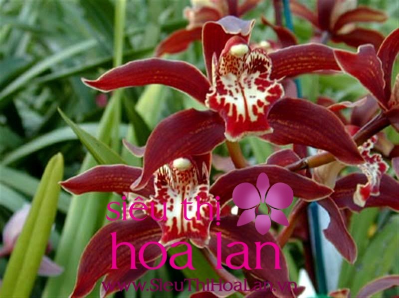 CHẬU ĐỊA LAN CỌP ĐỎ (ĐỊA LAN TIGER, ĐỊA LAN HỔ ĐỎ, ĐỊA LAN CỌP ĐẦU ĐỎ), HOA NỞ CHUẨN TẾT