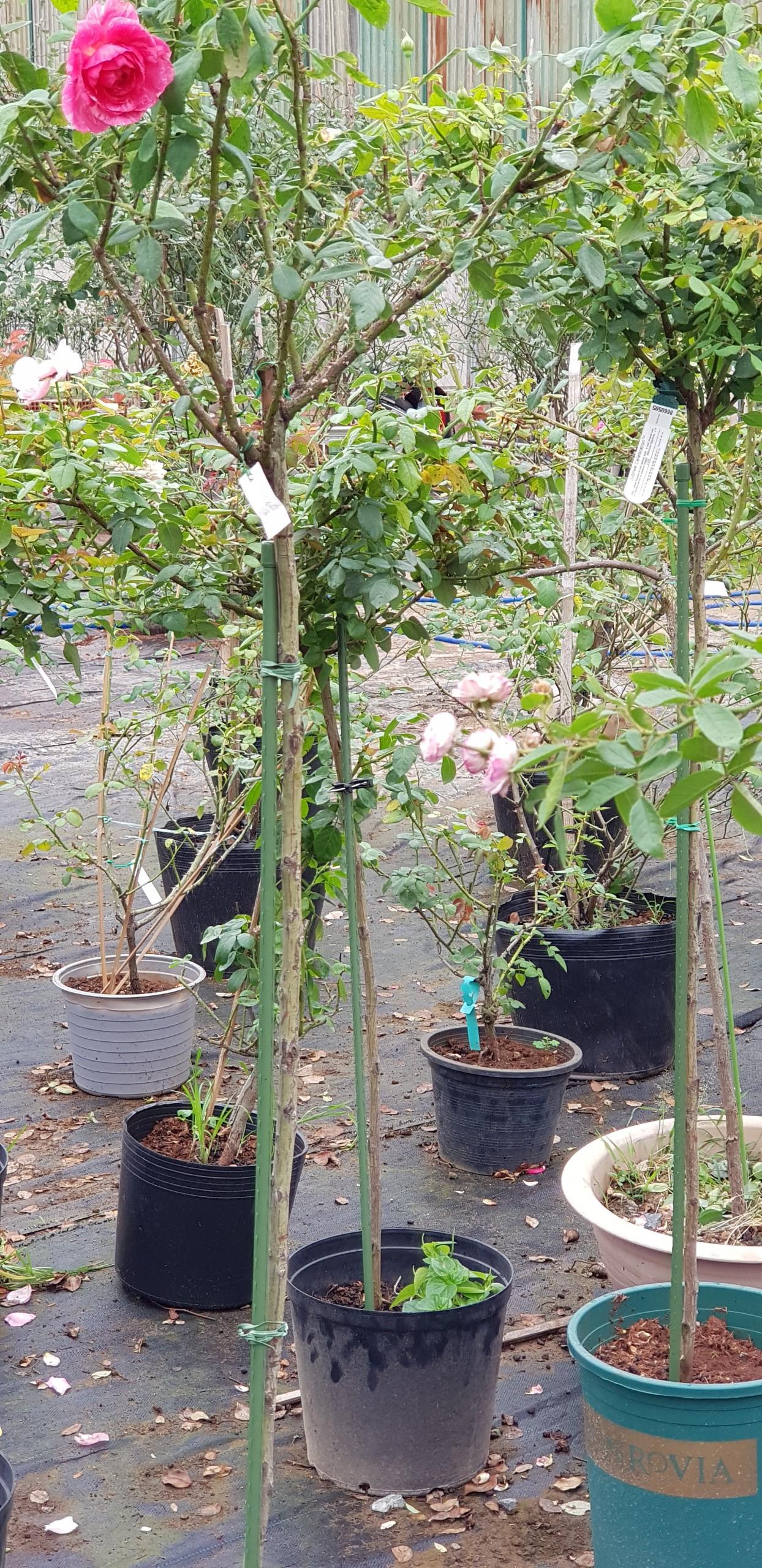 Ống lõi thép bọc nhựa phi 11*180cm - combo 10c