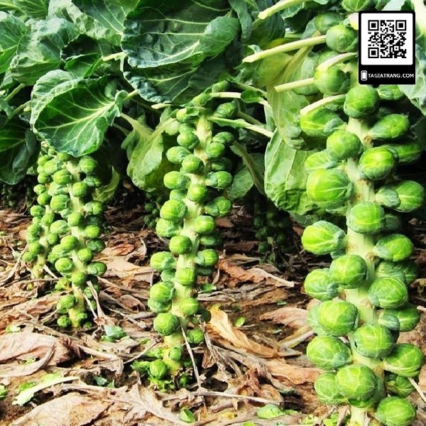 Hạt giống rau bắp cải tí hon xanh