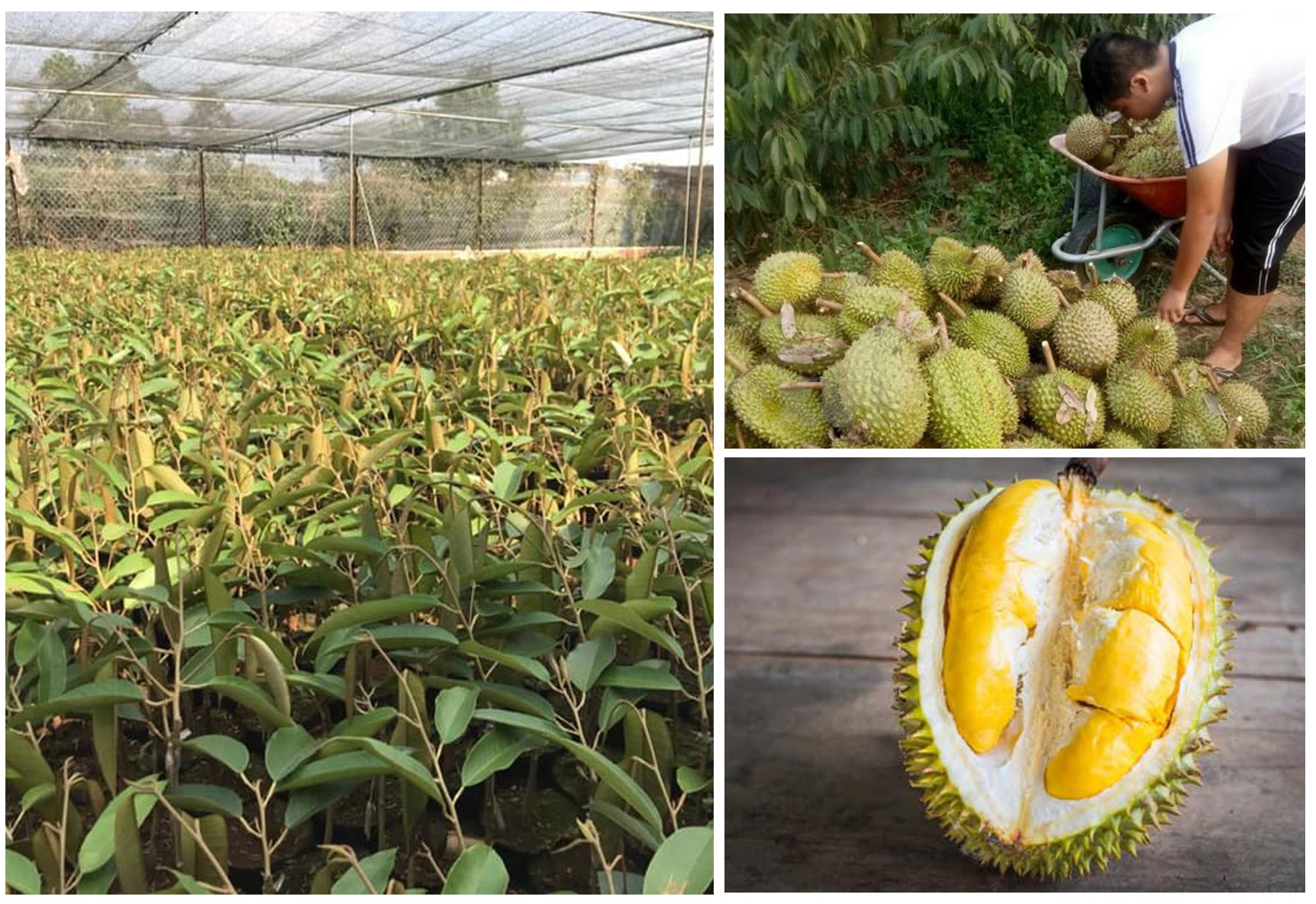 Giống cây sầu riêng ri6