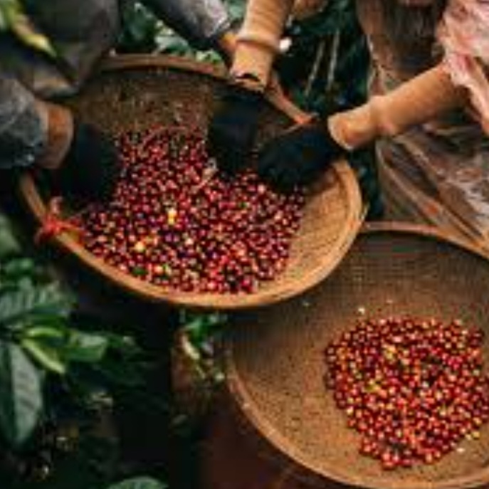 Cà phê hạt rang mộc ROBUSTA & CULI  (mix: 50%ROBUSRA & 50% CULI) rang xay sạch 100% 500g/bịch