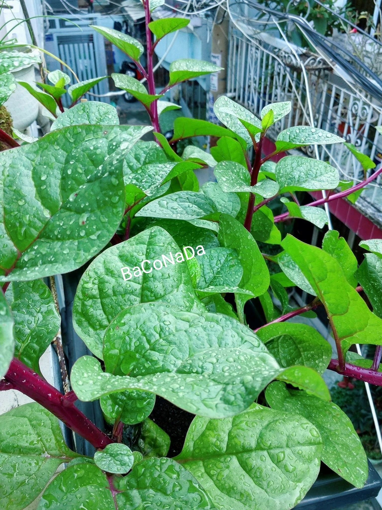 Hạt giống mồng tơi đỏ