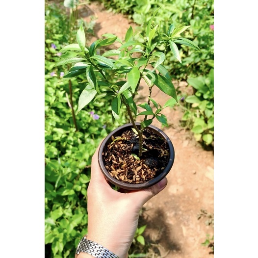 Cây giống mai vạn phúc