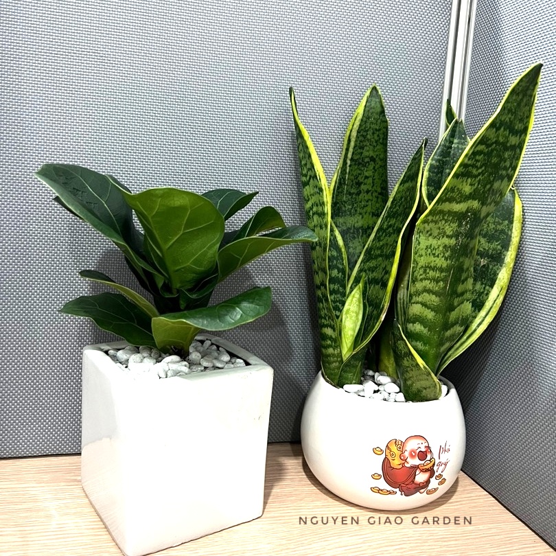 Cây bàng sing để bàn chậu sứ vuông