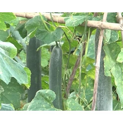 Hạt giống bí sặt cao sản siêu quả - 2 gr - bí sặt